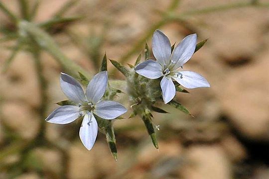 Image de Eriastrum wilcoxii (A. Nelson) Mason