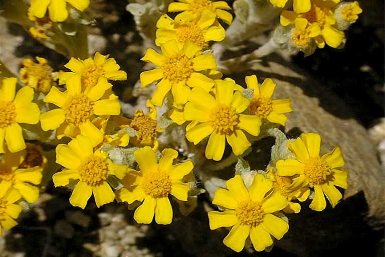 Image of woolly easterbonnets