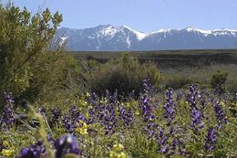 Image of Mojave lupine