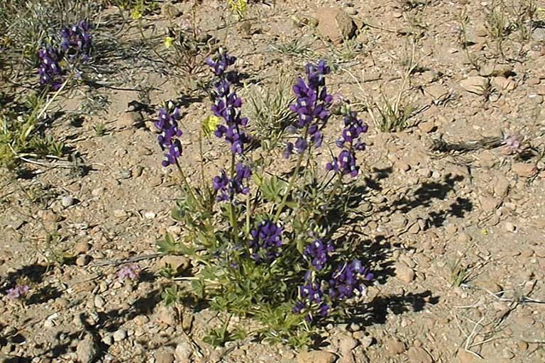 Image of Mojave lupine