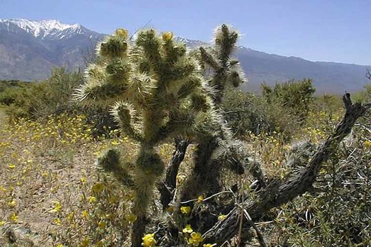 Image of Wiggins' cholla