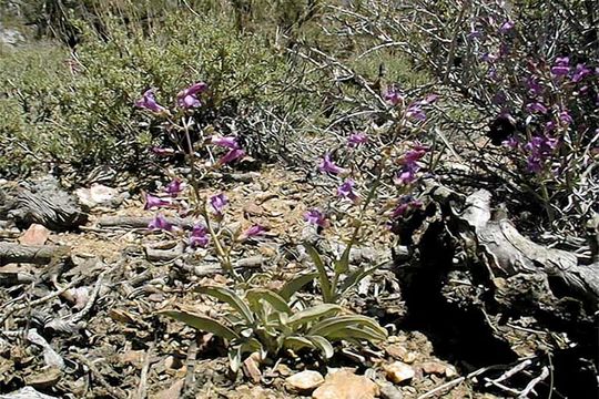 Image of Lone Pine beardtongue