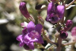 Image of Lone Pine beardtongue