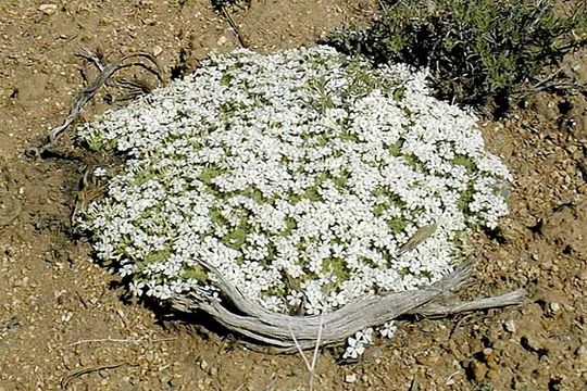 Image of dwarf phlox