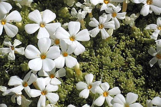 Image of dwarf phlox