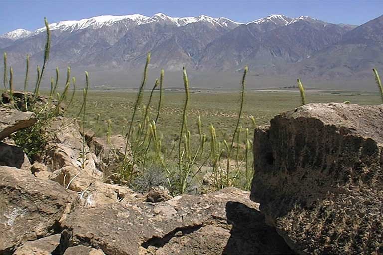 Image of Panamint princesplume