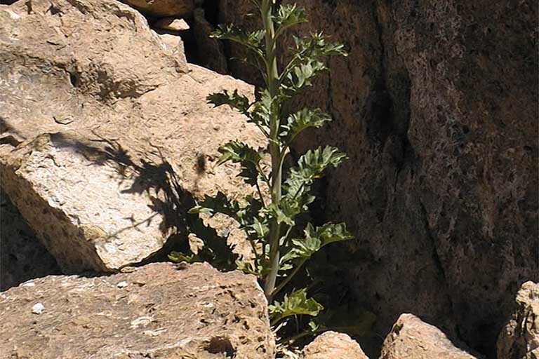 Image of Panamint princesplume