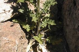 Image of Panamint princesplume