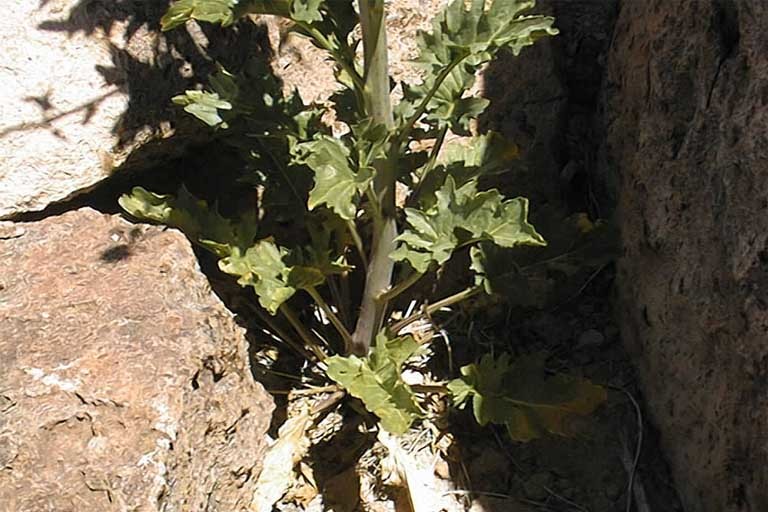 Image of Panamint princesplume