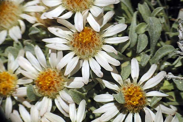 Image of tufted Townsend daisy