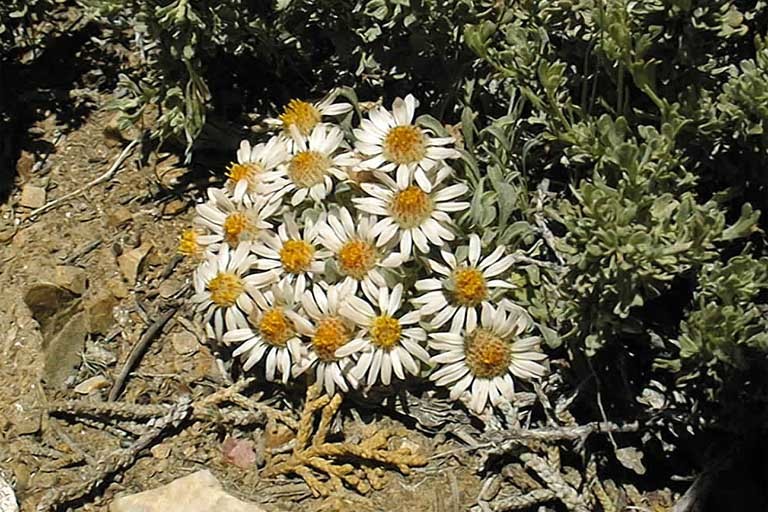 Image of tufted Townsend daisy