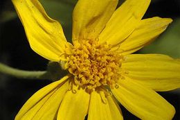 Слика од Arnica nevadensis A. Gray