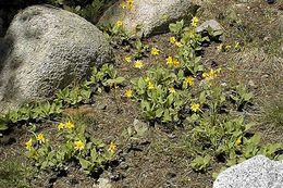 Слика од Arnica nevadensis A. Gray