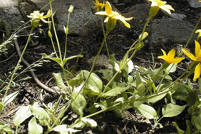 Слика од Arnica nevadensis A. Gray