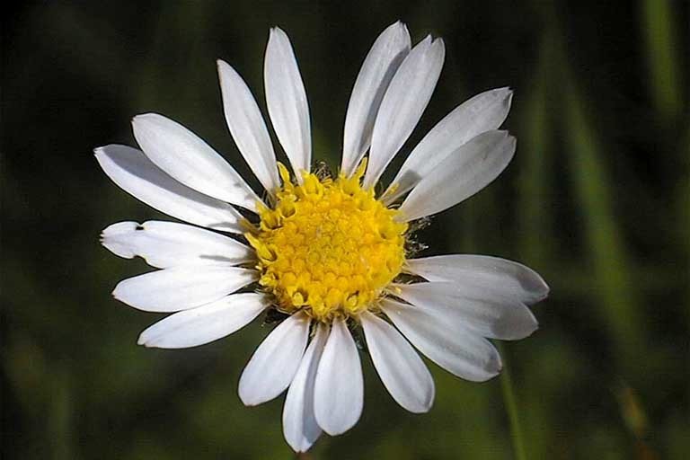 Image of tundra aster