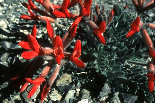 Image of scarlet milkvetch