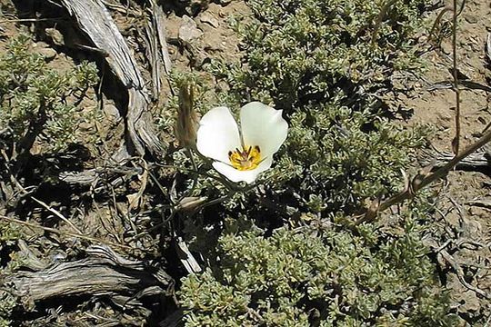 Image of Bruneau mariposa lily