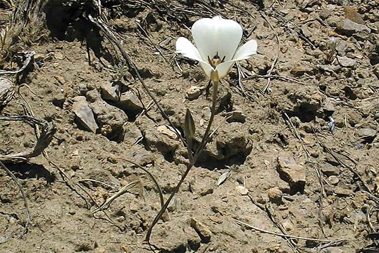 Image of Bruneau mariposa lily