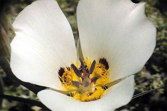 Image of Bruneau mariposa lily