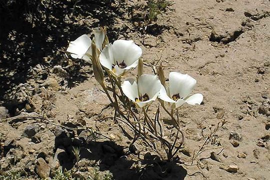 Image of Bruneau mariposa lily