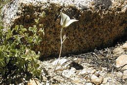 Image of Bruneau mariposa lily