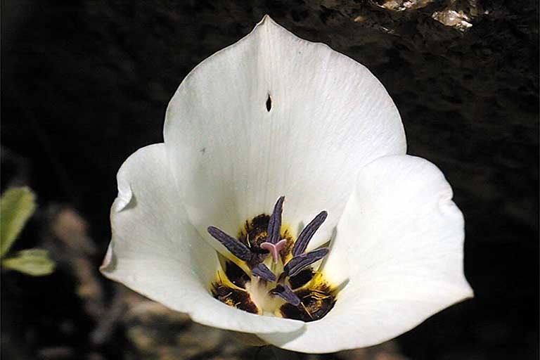 Image of Bruneau mariposa lily