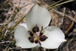 Image of Bruneau mariposa lily