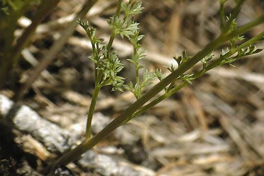 Слика од <i>Cymopterus terebinthinus</i> var. <i>petraeus</i>