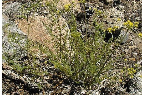 Слика од <i>Cymopterus terebinthinus</i> var. <i>petraeus</i>