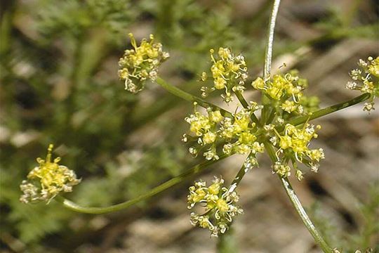 Слика од <i>Cymopterus terebinthinus</i> var. <i>petraeus</i>