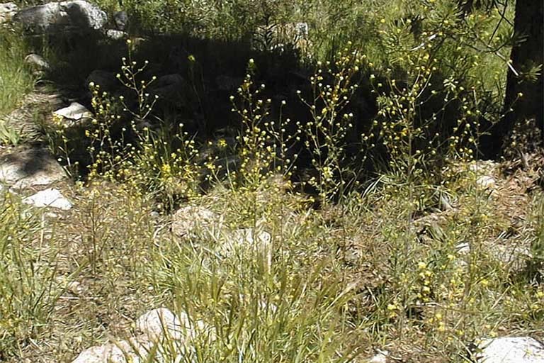 Image of California Tansy-mustard