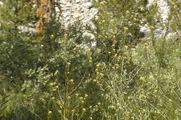 Image of California Tansy-mustard