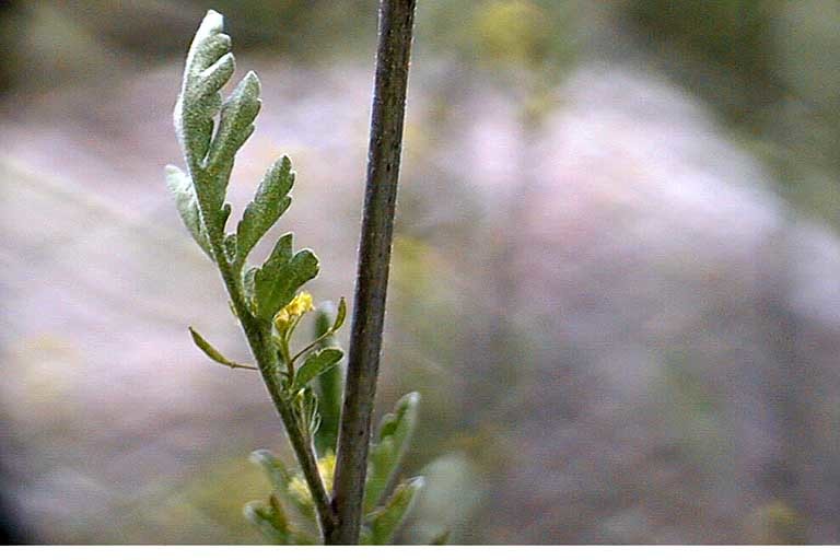 Image of California Tansy-mustard