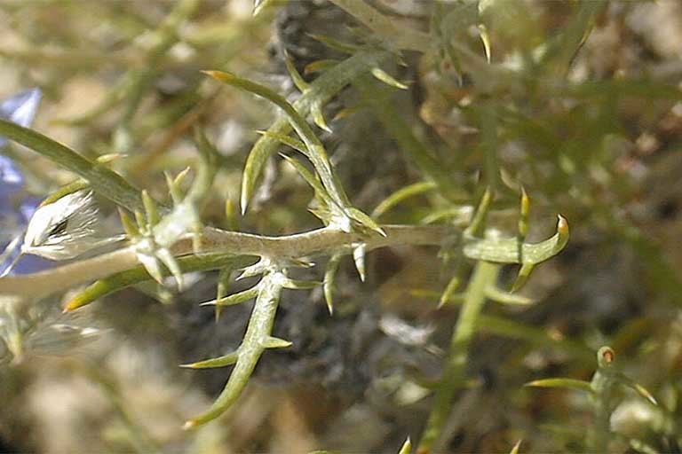 Plancia ëd <i>Eriastrum densifolium</i> ssp. <i>austromontanum</i>