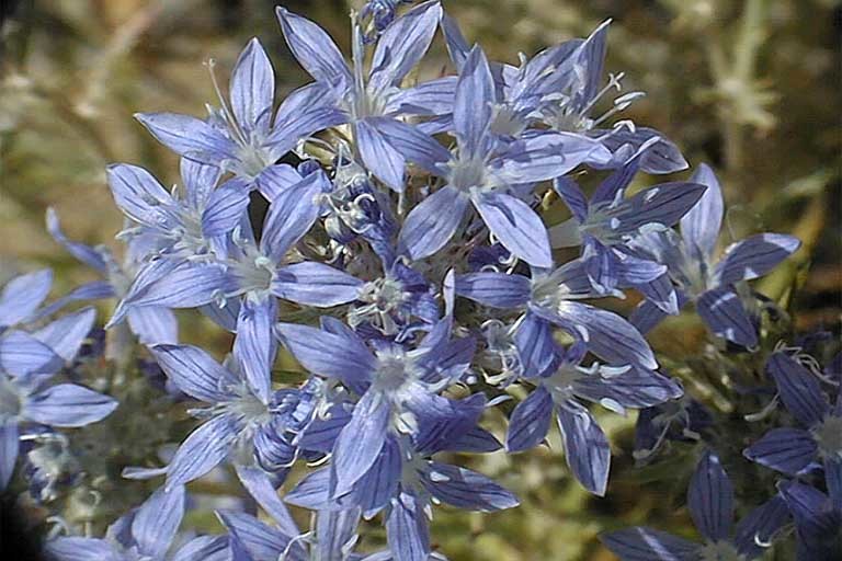 Image de <i>Eriastrum densifolium</i> ssp. <i>austromontanum</i>