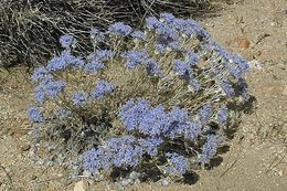 Image of <i>Eriastrum densifolium</i> ssp. <i>austromontanum</i>