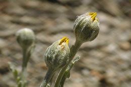 Image of common woolly sunflower