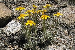 Image of common woolly sunflower