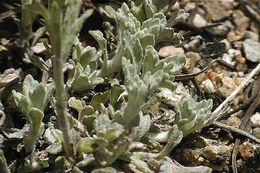 Image of common woolly sunflower