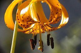 Image de Lilium kelleyanum Lemmon