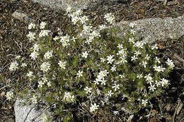 Image of Nuttall's linanthus