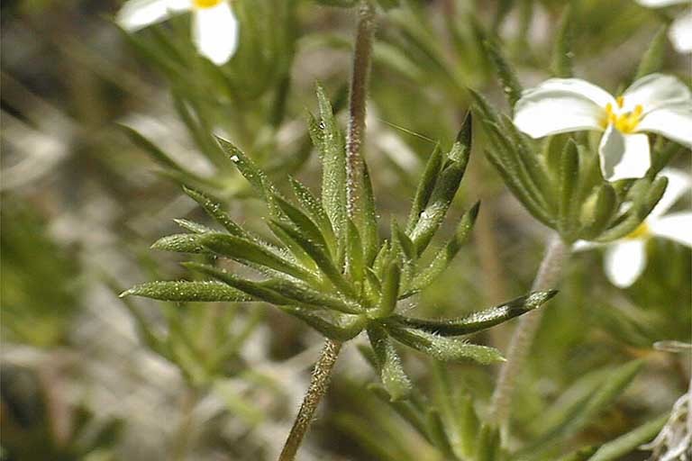 Image of Nuttall's linanthus