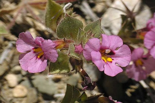 Plancia ëd <i>Mimulus bigelovii</i>