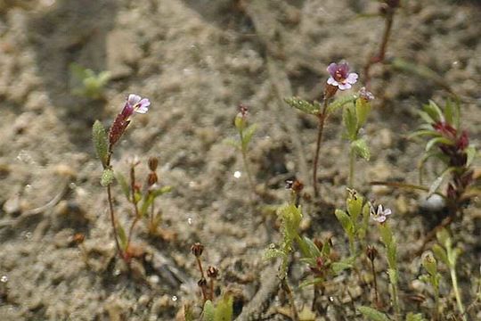 Plancia ëd <i>Mimulus breweri</i>