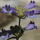 Image of Sierra beardtongue