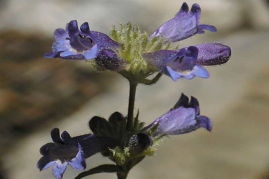 Image of Sierra beardtongue