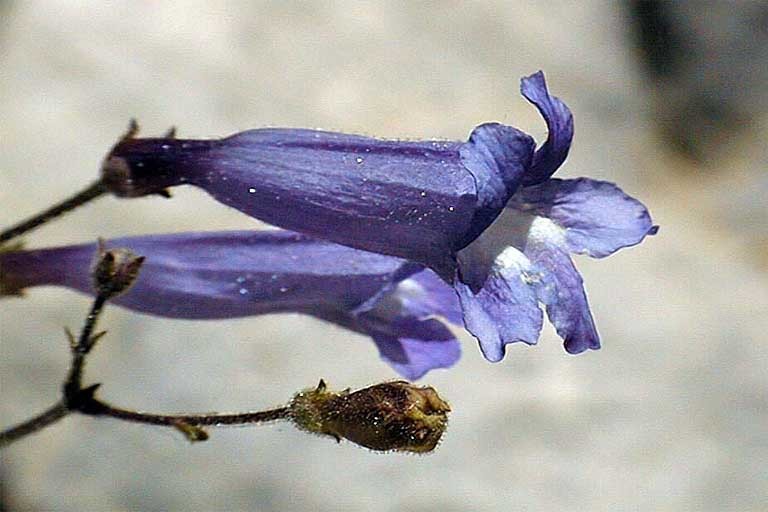 Image of pinyon beardtongue