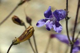 Image of pinyon beardtongue