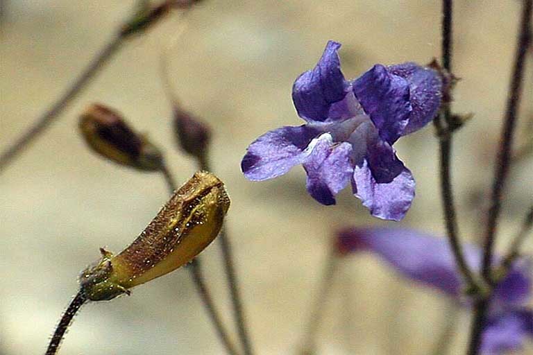 Image of pinyon beardtongue