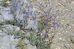 Image of pinyon beardtongue